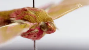 Landbouw en insecten