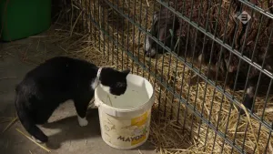 Foto van een zwart met witte kat die kijkt in een plastic emmer die staat bij een dierenhok.