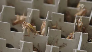 Foto van krekels die bakjes zitten.