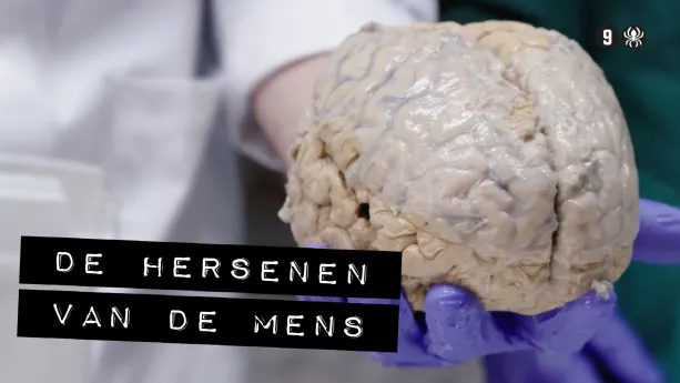 De Binnendienst | Schooltv