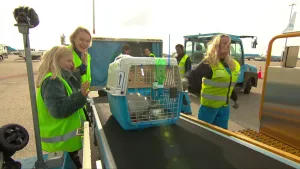 Foto van aantal vrouwen in werkkleding die staan bij een kar met tractor ervoor waarop een kooi staat met een dier erin.