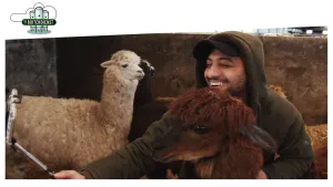 Foto van man, je ziet zijn gezicht, buiten bij alpaca's.