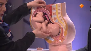 Foto van de doorsnede van model van de buik van een vrouw in verwachting met erin de baby, de presentator pakt deze vast.