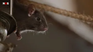 Foto, close-up, van een rat, je ziet de kop.