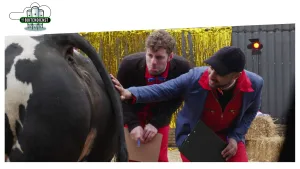 Foto van twee mannen die staan bij de kont/bibs van een zwart met witte koe.