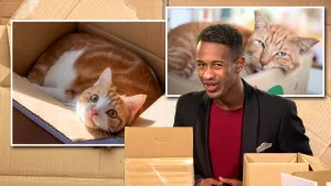 Foto van presentator bij twee kartonnen dozen, op de achtergrond twee grote foto's van een kat.