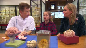 Foto van man, vrouw en meisje aan tafel in museumachtige ruimte waarop modellen van de hersenen staan.