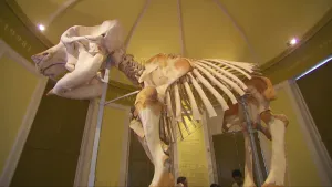 Foto van een mammoetskelet in een zaal van een museum.