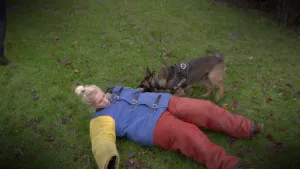 Foto van vrouw met beschermende kleding aan die op het gras ligt en een herdershond bijt in haar arm.