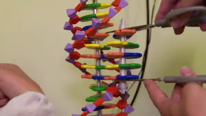 Foto van een kleurrijk DNA-model waarbij je handen van iemand ziet die er iets met een schaar uitknipt.