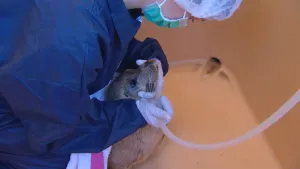Foto van deel van iemand met werkkleding aan en mondkapje op bij een zeehond in grote bak, deze doet iets ermee met een dunne slang.