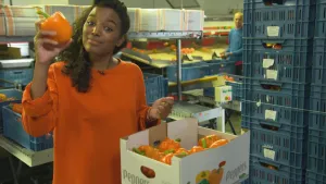 Foto van vrouw in grote werkruimte met dozen met paprika's, zij laat een paprika uit één van die bakken zien.