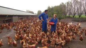 Foto van man en vrouw in werkkleding tussen vele bruine kippen die buiten rondlopen, op achtergrond de kippenstal.