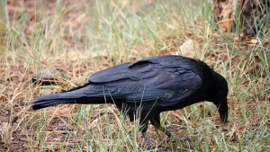 Foto van een kraai op de grond die voedsel zoekt met zijn snavel in het gras.