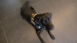 Foto van een zwarte hulphond die ligt op de vloer en je ziet de ogen.