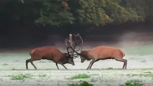Foto van twee (mannetjes)edelherten die met hun geweien vechten met elkaar op open plek in het bos.