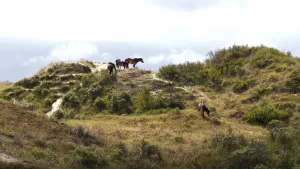 Foto van duinen te Schiermonnikoog waarop aantal wilde paarden staan/lopen.