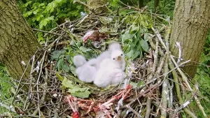 Foto van een nest op de grond met paar witte jonge (roof)vogels erin.