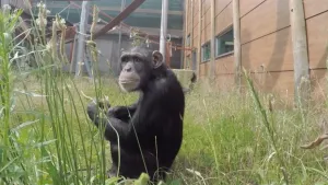 Foto van een aap, chimpansee, die zit in het gras in buitenhok van Stichting Aap.