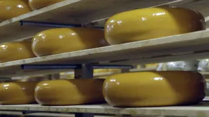 Foto van een rek waarin grote gele ronde kazen opgeslagen liggen.