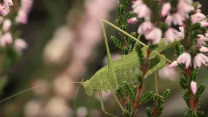 Foto van een groene sprinkhaan op een takje met bloemetjes.