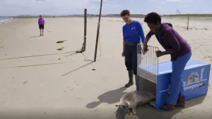 Foto van twee mannen die op het strand een zeehond vrijlaten uit kooi.