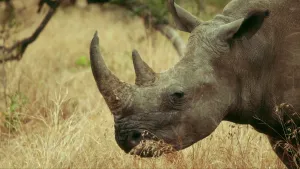 Foto van de kop van een neushoorn in natuurpark.