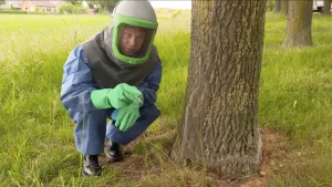 foto van presentator in beschermingskleding en helm op bij een dikke eikenboom.