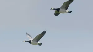 Foto van twee ganzen die in de lucht vliegen.