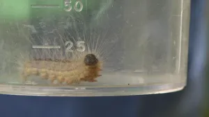 Foto van een rups (eikenprocessierups) in een glazen pot.