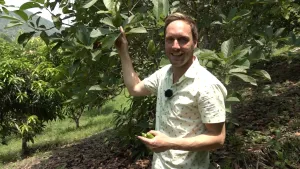 Foto van een presentator in een avocadoplantage bij een avocadoboom.