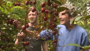 Foto van twee mannen in het bos bij een plant met rode vruchten.