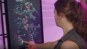 Foto van vrouw voor grote afbeelding van een plant met tomaten die er uitleg over geeft.