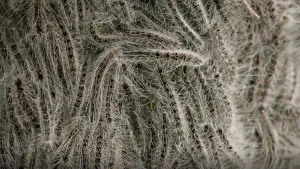 Foto van vele eikenprocessierupsen bij elkaar, close-up.