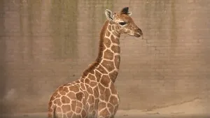 Foto van een jonge giraffe in binnenverblijf.