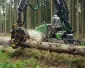 Waarom moeten bomen soms gekapt worden?