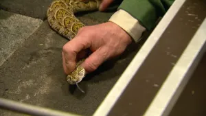 Een foto van een hand die een slang vast houdt aan de nek, tong steekt uit de kop.