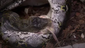 Een foto van een Python die een muis opeet. Een Python is een grote slang.