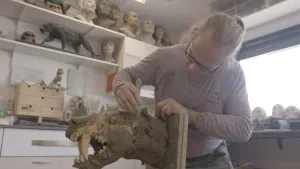 Een foto van een man die bij een voorbeeld van de kop van een sabeltandtijger staat en bruine klei aan het boetseren is met een houten stokje of spatel aan de zijkant van de kop. Op de scherpe tanden en twee grote "sabeltanden" zit helemaal geen klei.