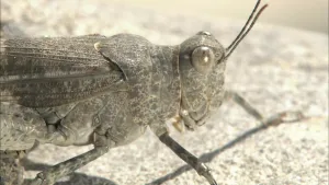 Een foto van een deels bruine en deels grijze sprinkhaan van dichtbij. Het dier heeft een schutkleur, waardoor het niet zo opvalt op de platte steen eronder. Het dier heeft ovale ogen, twee voelsprieten op het hoofd en dichtgeklapte vleugels op de rug. 