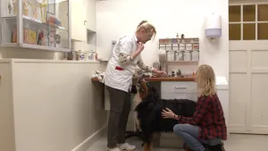 Een foto van een dierenarts en een hond die omhoogkijkt naar de dierenarts. Janouk zit gehurkt naast de hand en heeft de hond vast. De hond is van de soort Berner sennen en zwart op de rug, bruin onder de bek en onderaan zijn poten en wit op de borst. 