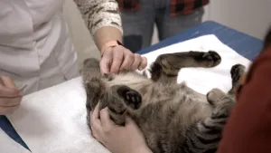 Een foto van een kat die op de rug ligt op een witte handdoek die op een blauwe tafel ligt. Een persoon heeft de kat met beide handen vast, iemand anders heeft het geslachtsdeel van de kat vast. De kat is een kater en het dier wordt gecastreerd.