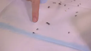 Een foto van een vinger die naar een zwarte mier wijst op een witte ondergrond met een lichtblauwe lijn erop waar meerdere mieren op lopen. De mier waarnaar de vinger wijst staat op de lichtblauwe lijn.