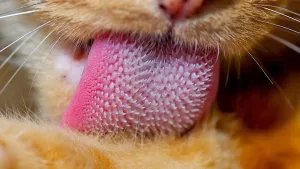 Een foto van de tong van een roodachtige kat van dichtbij. De kat likt zijn of haar vacht. De tong is donkerroze, maar op de tong zitten allemaal witte uitstekende puntjes, een soort stekeltjes. Hierdoor voelt de tong van een kat ruw aan.