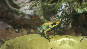 Een foto van een pijlgifkikker op een steen. De kikker heeft deels een bruingele kleur en deels een groenachtige kleur. Het zichtbare oog van de kikker is rond en donkerbruin. De uitstekende teentjes van de poten zijn zwart.