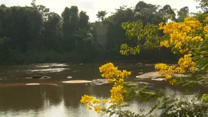 Een foto van een waterplas in Suriname. Rechts in beeld zijn takken van bomen met groene bladeren en gele bloemen eraan te zien. Achteraan zijn aan de kant van het water groene bomen te zien. In het midden liggen enkele stenen in het water.