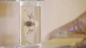 Dieren als bron van corona