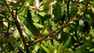 Samenwerking tussen dieren
