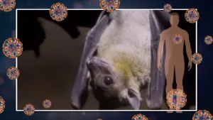 Een foto van een vleermuis die op zijn kop hangt met ingetrokken vleugels. De grote, ronde bruine ogen van het dier staan open. Ervoor  is de vorm van een mens getekend en ook blauwachtige virusdeeltjes, ronde bolletjes waar oranje staafjes uitsteken.