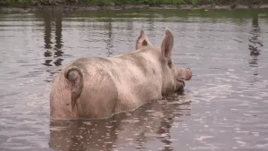 Een foto van een roze varken die door het water loopt. Het dier staat tot de bovenkant van zijn poten in het water. Het varken loopt in de richting van de rechterachterkant van de foto. Zijn of haar krulstaart is te zien en de oren staan omhoog.